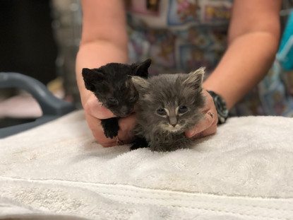 central oregon veterinary clinic